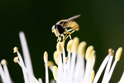 微观视界：勤劳的蜜蜂