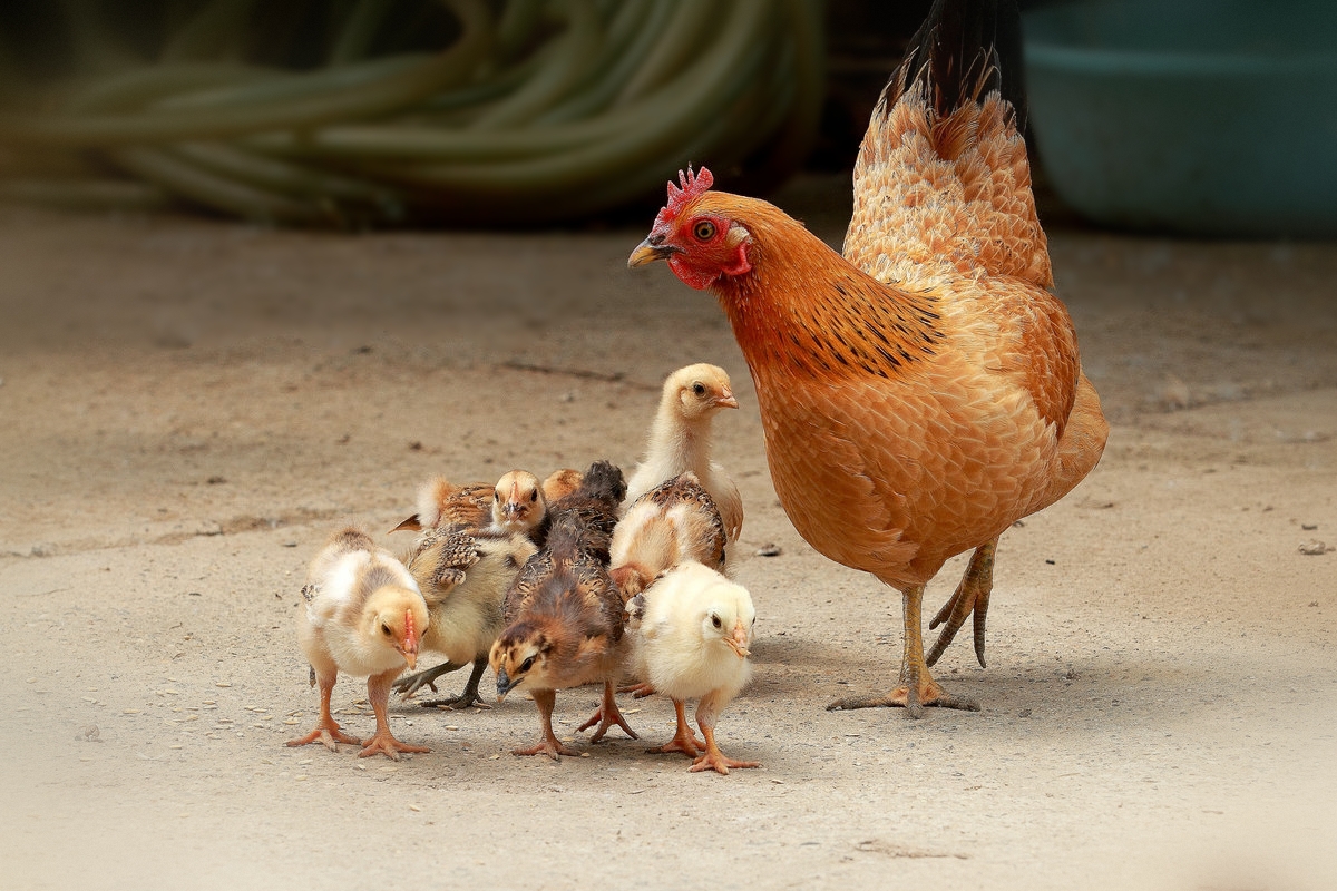 鸡成长阶段从鸡蛋的到成人鸟 向量例证. 插画 包括有 生物反馈, 查出, 鸡蛋, 动画片, 敌意, 环境 - 120194911