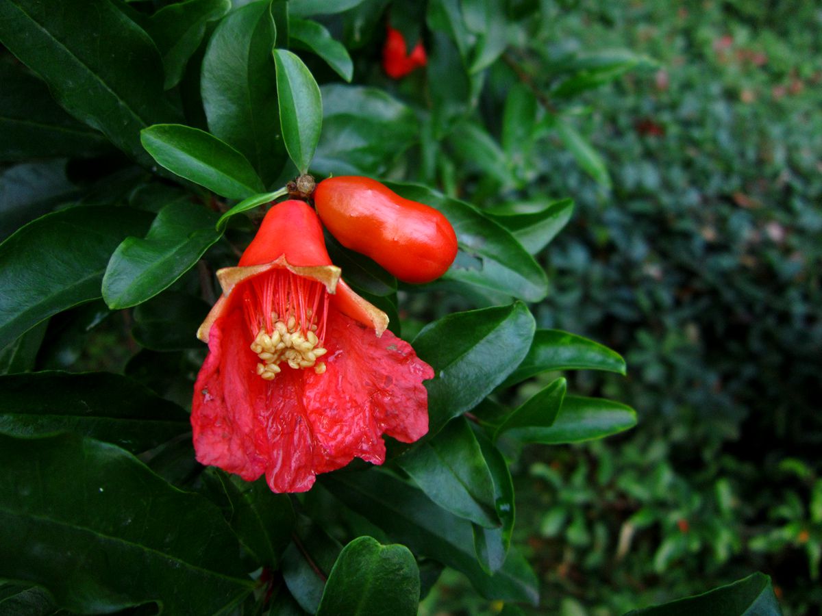 观赏石榴花