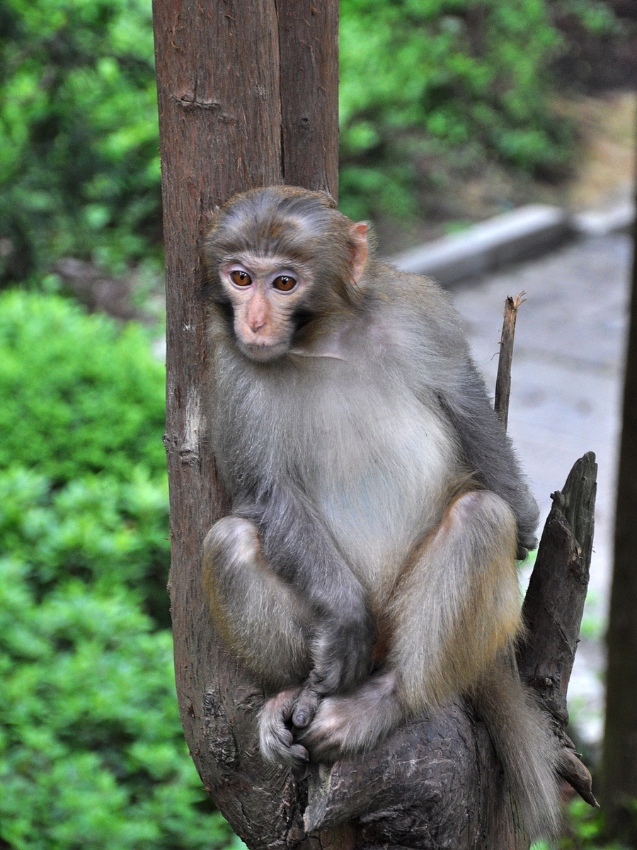 黄石寨猴子图片