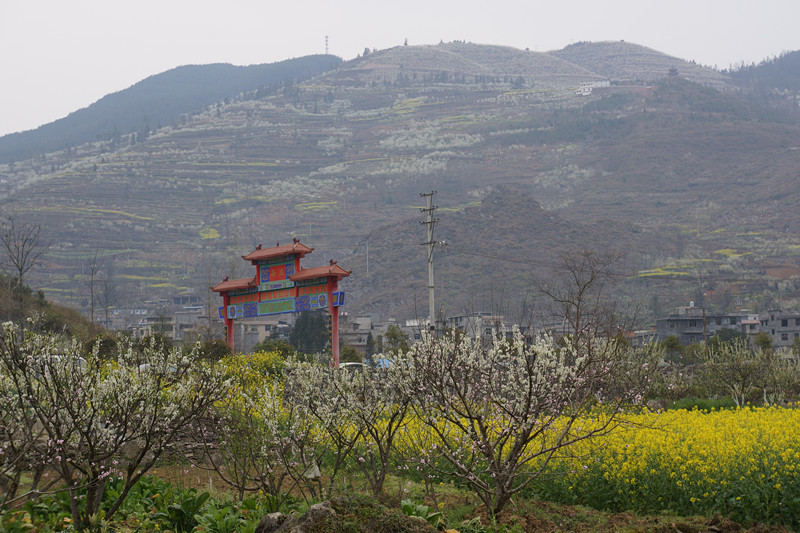 沿河南庄观李花