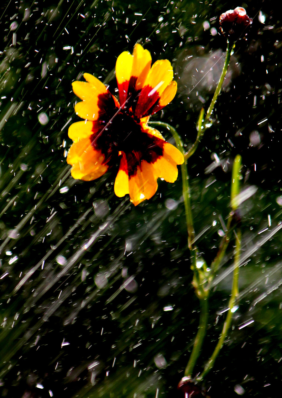 黑色背景雨露花朵图片图片