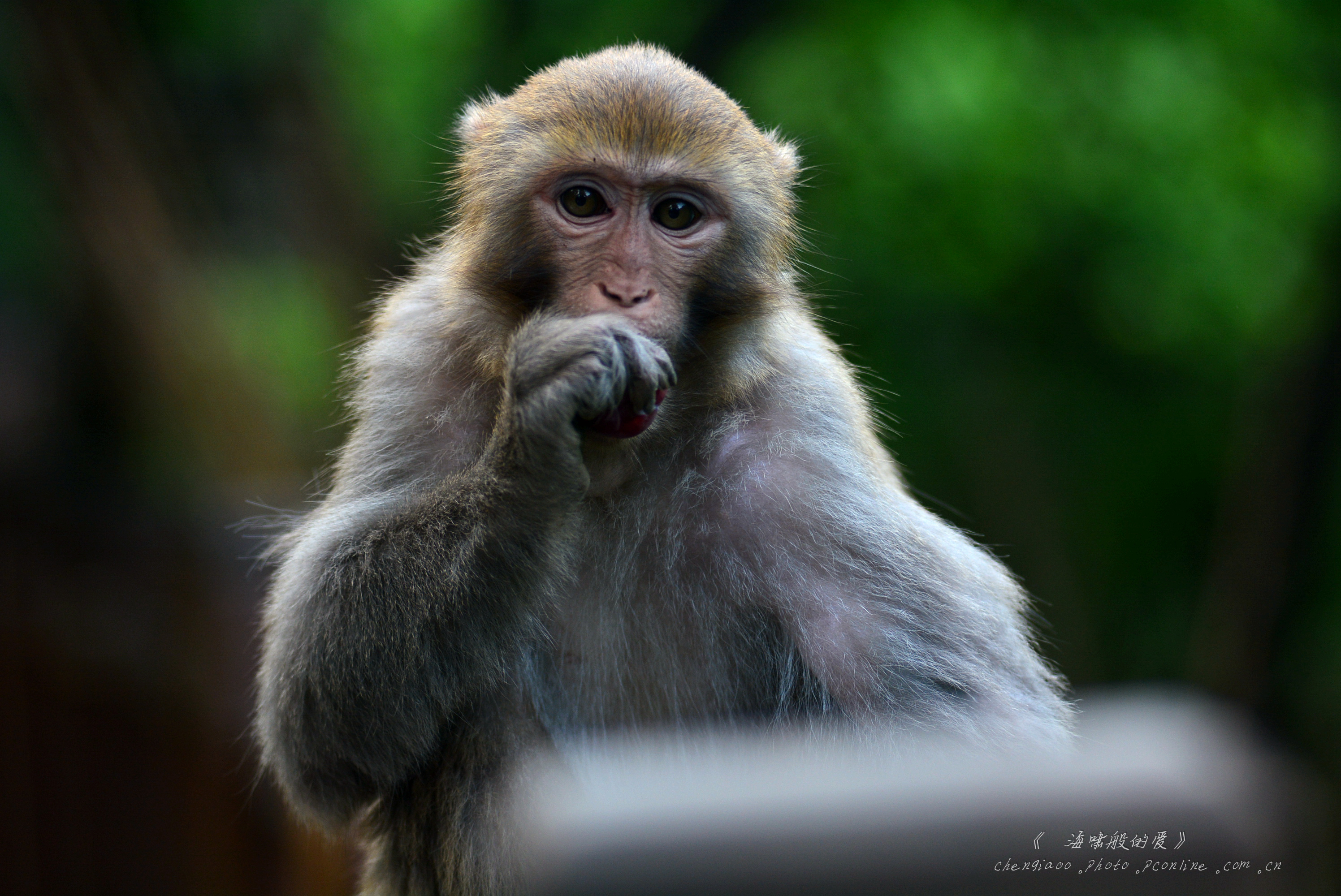 中国西南美猴王图片