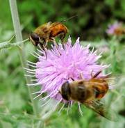 蜜蜂跟花