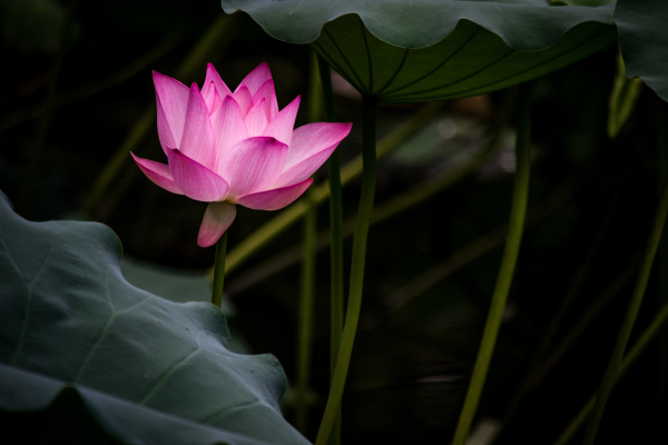  lotus