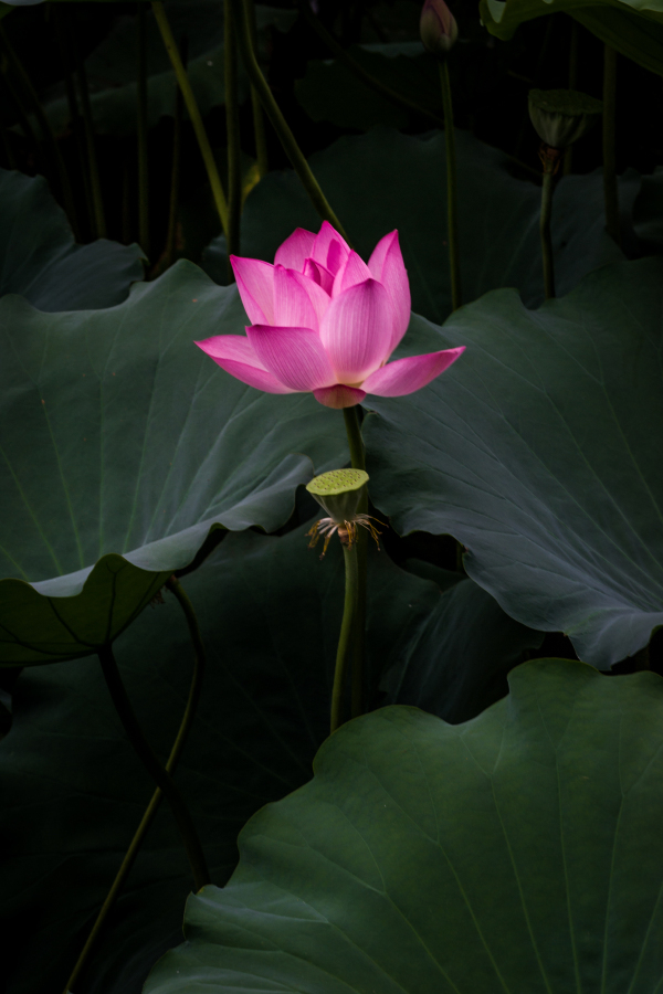  lotus