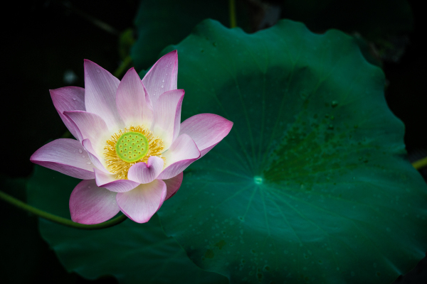  lotus