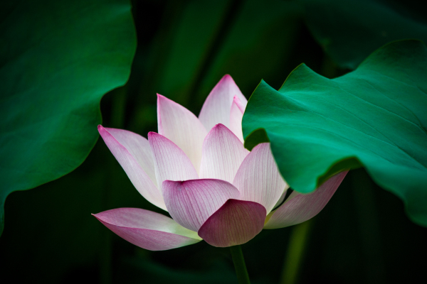  lotus