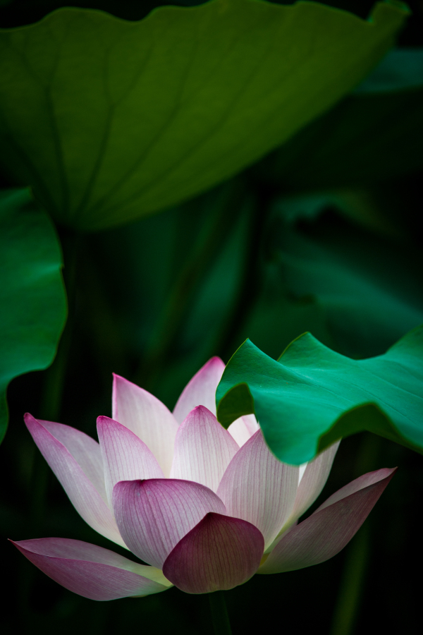  lotus