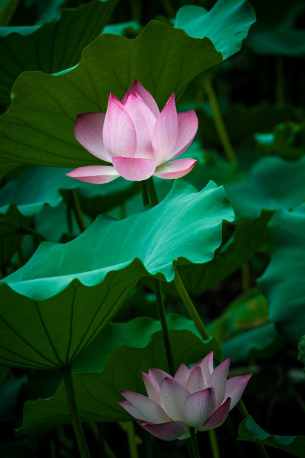  lotus