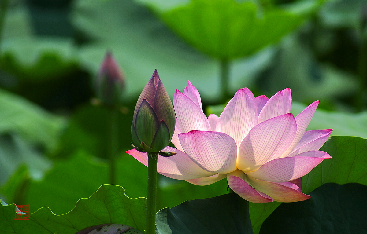 荷塘魅影【之一】