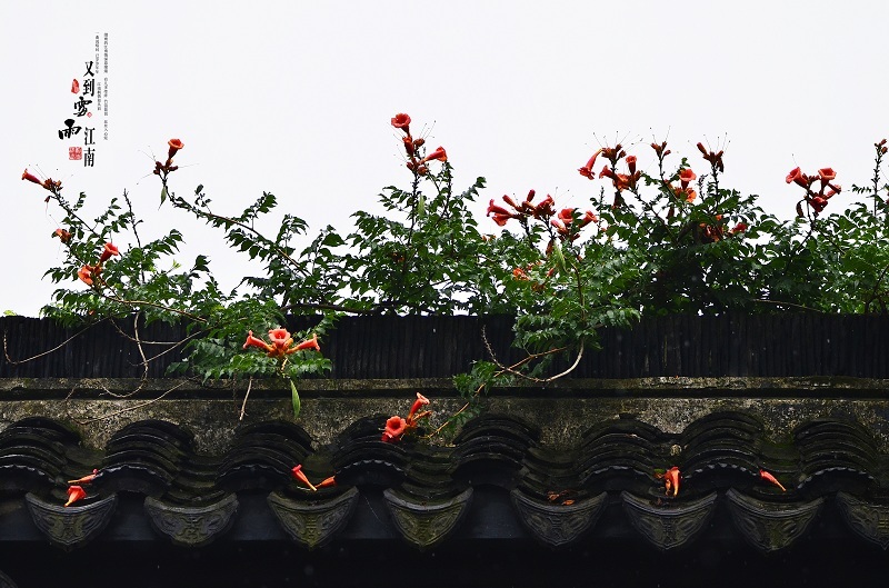 【又到江南梅雨季 第 16 幅查看大图相机:尼康 d7000【又到江南梅雨