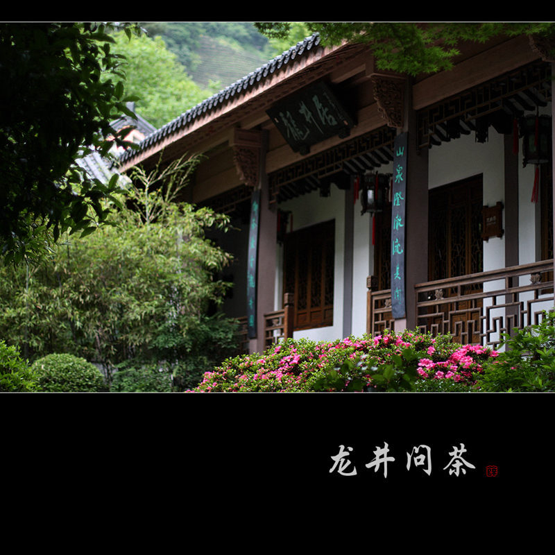 杭州龙井问茶景点图片图片
