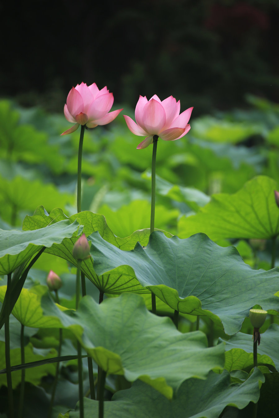 【六月新荷攝影圖片】莘莊公園生態攝影_太平洋電腦網攝影部落