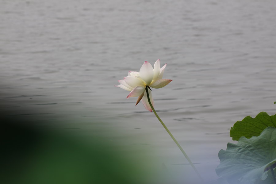ϼ