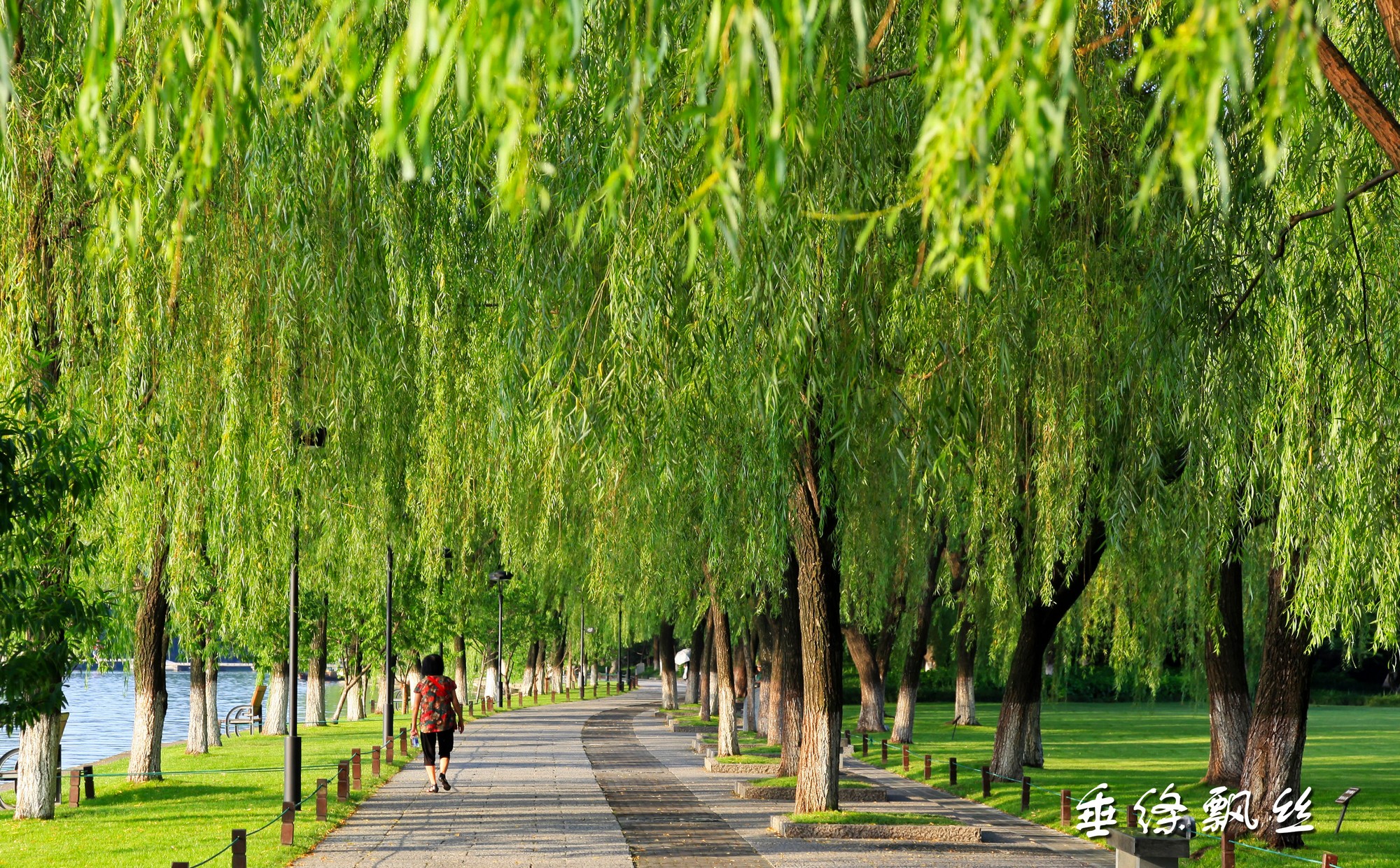 公园的春夏秋冬景色图片