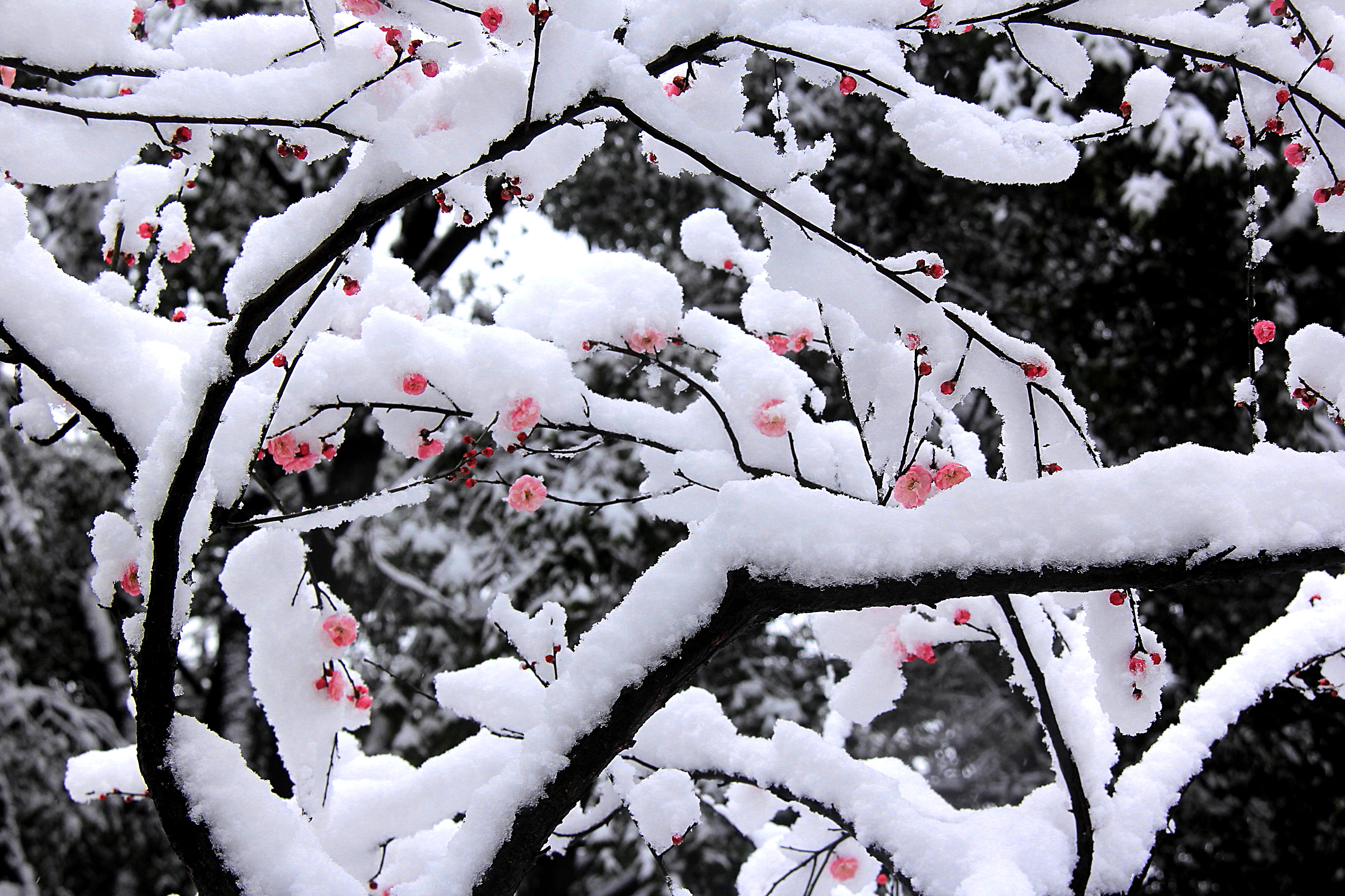 冬天的干枝梅图片图片