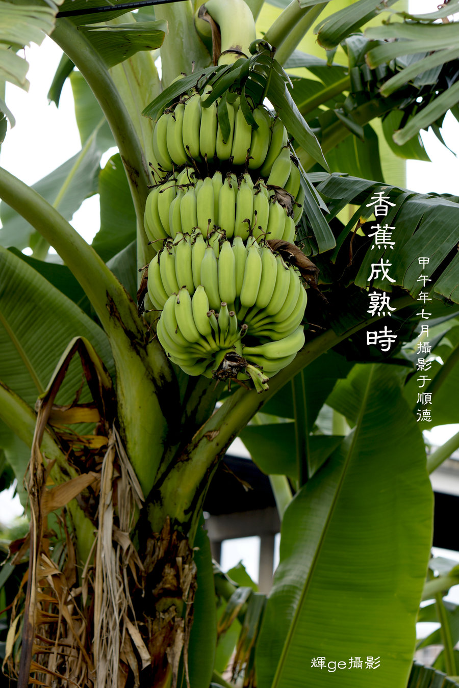 香蕉的生长过程及图片图片