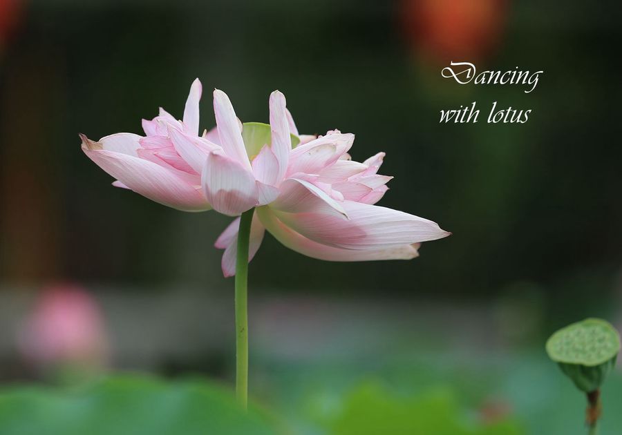 Dancing with lotus