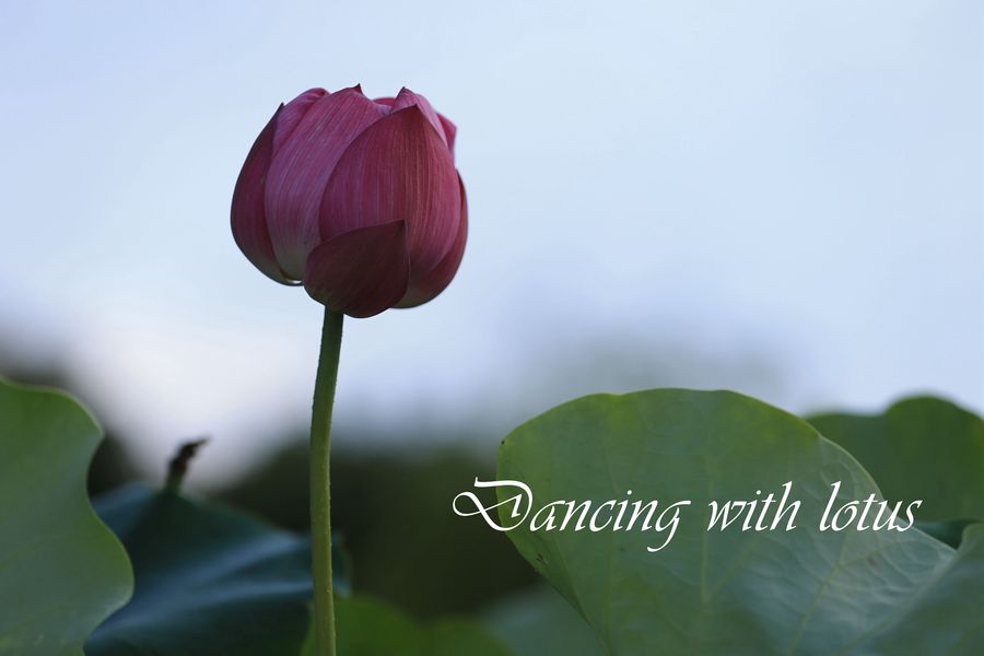 Dancing with lotus