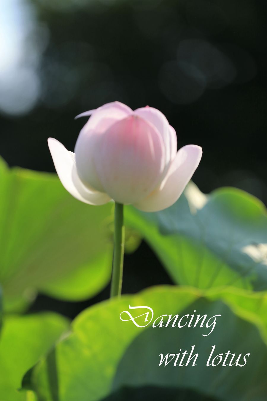 Dancing with lotus