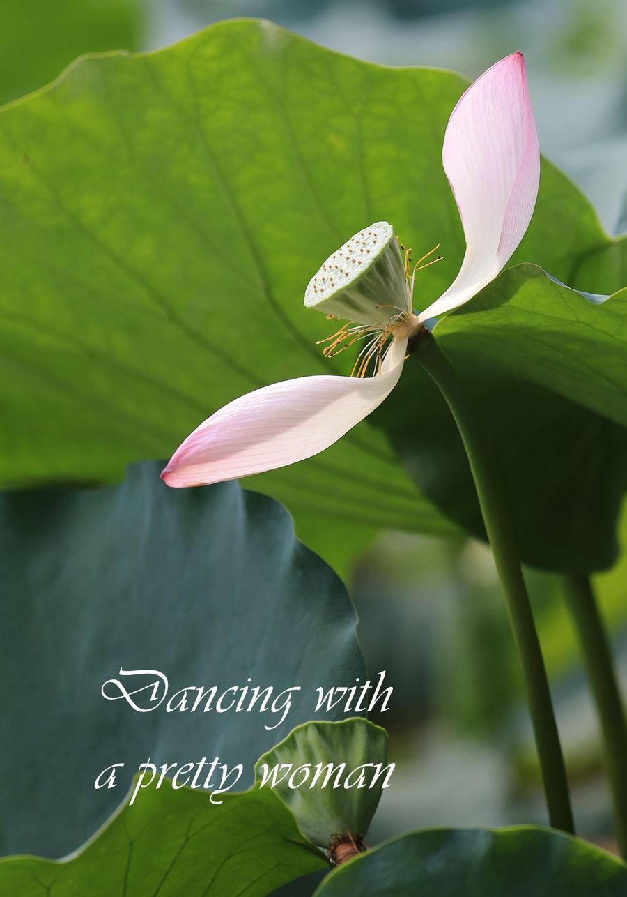 Dancing with lotus