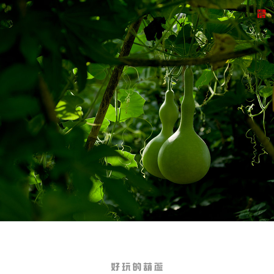 【好玩的葫芦摄影图片】楼下生态摄影_lili1994418_太平洋电脑网摄影