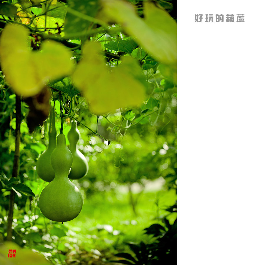 【好玩的葫芦摄影图片】楼下生态摄影_lili1994418_太平洋电脑网摄影