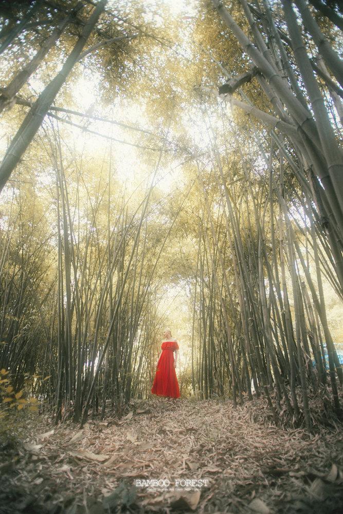 BAMBOO FOREST