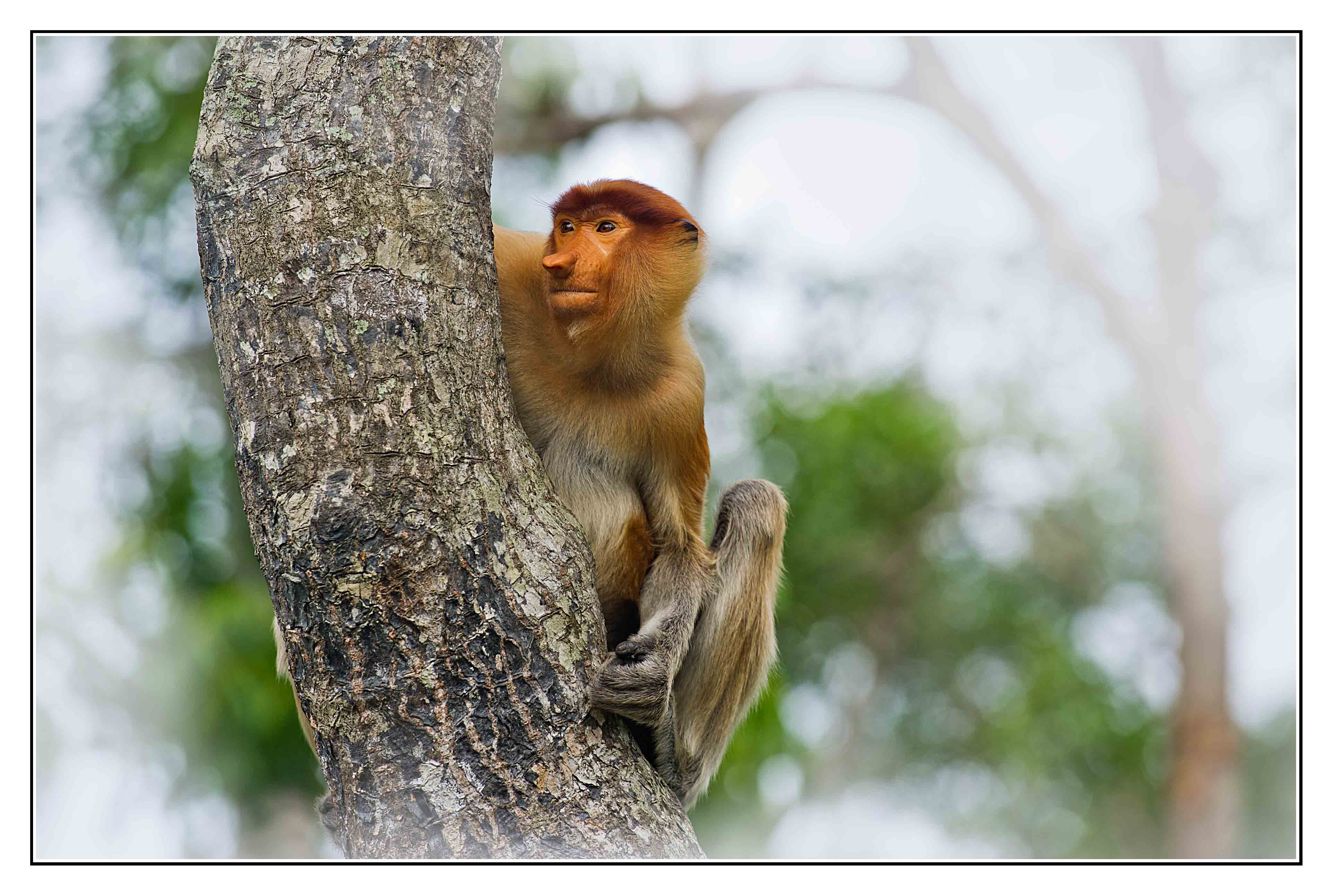 沙巴Lok Kawi Wildlife Park 近距离观察长鼻猴