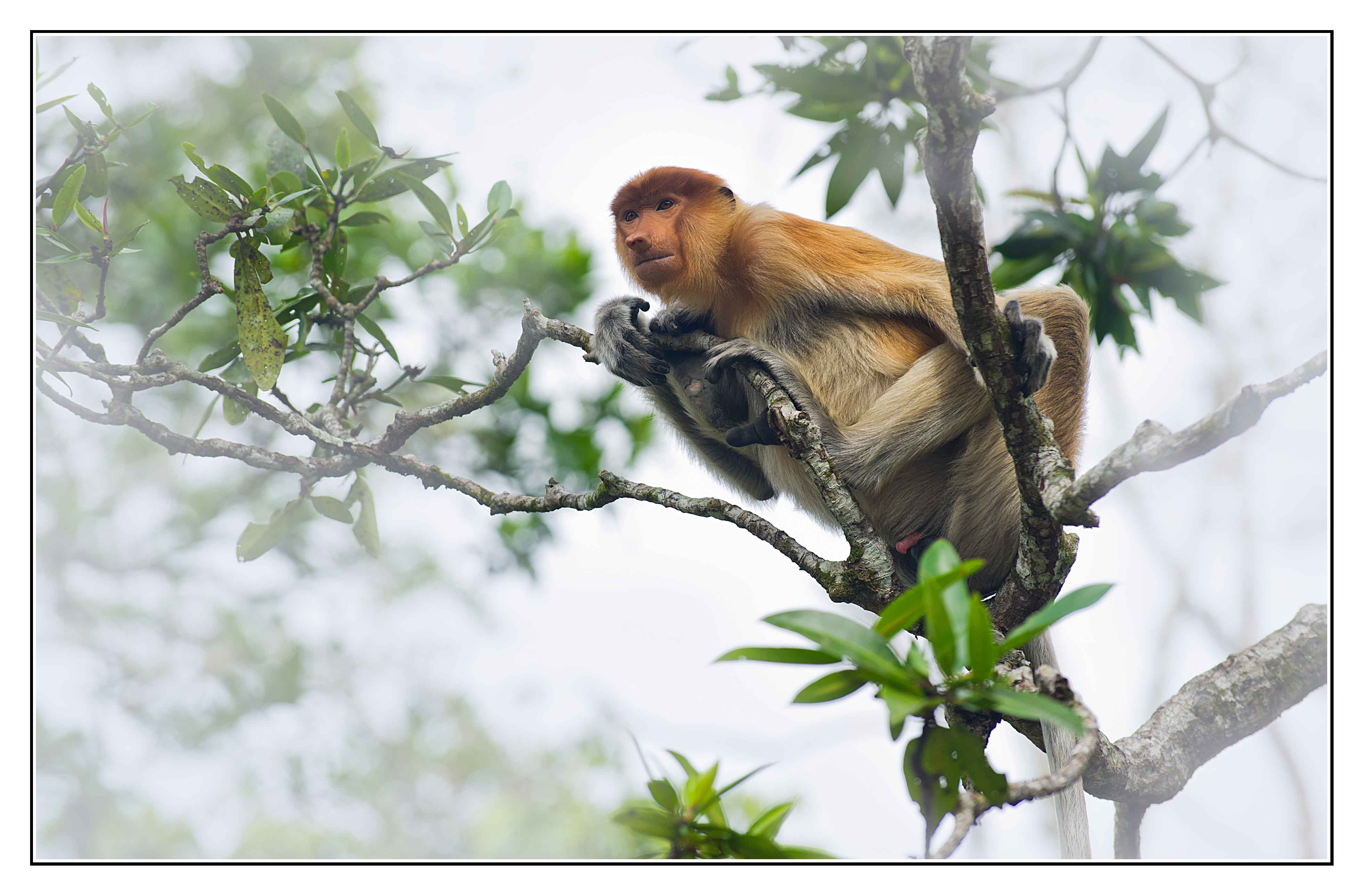 沙巴Lok Kawi Wildlife Park 近距离观察长鼻猴