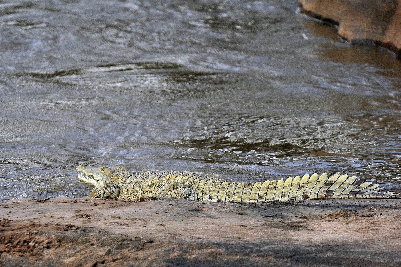 非洲【鳄鱼】