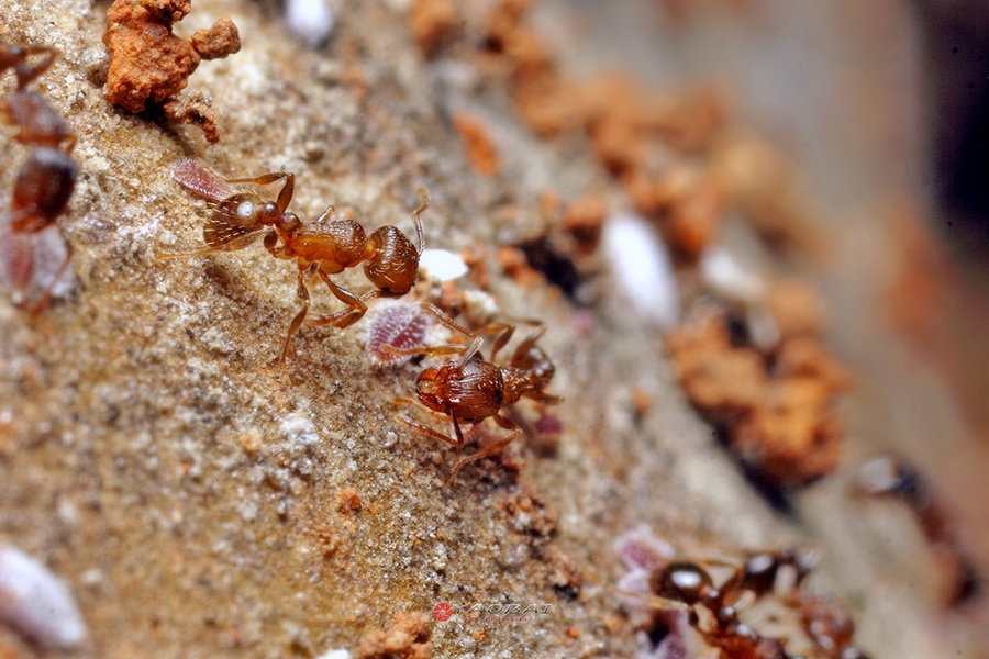 小蚂蚁真实图片大全图片