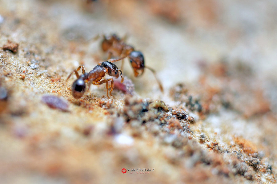 【微距】小小蚂蚁