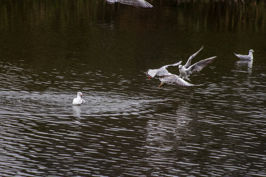 白鸽飞进水仙丛图片