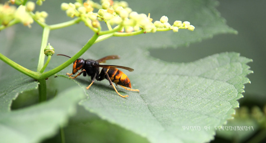 野蜂