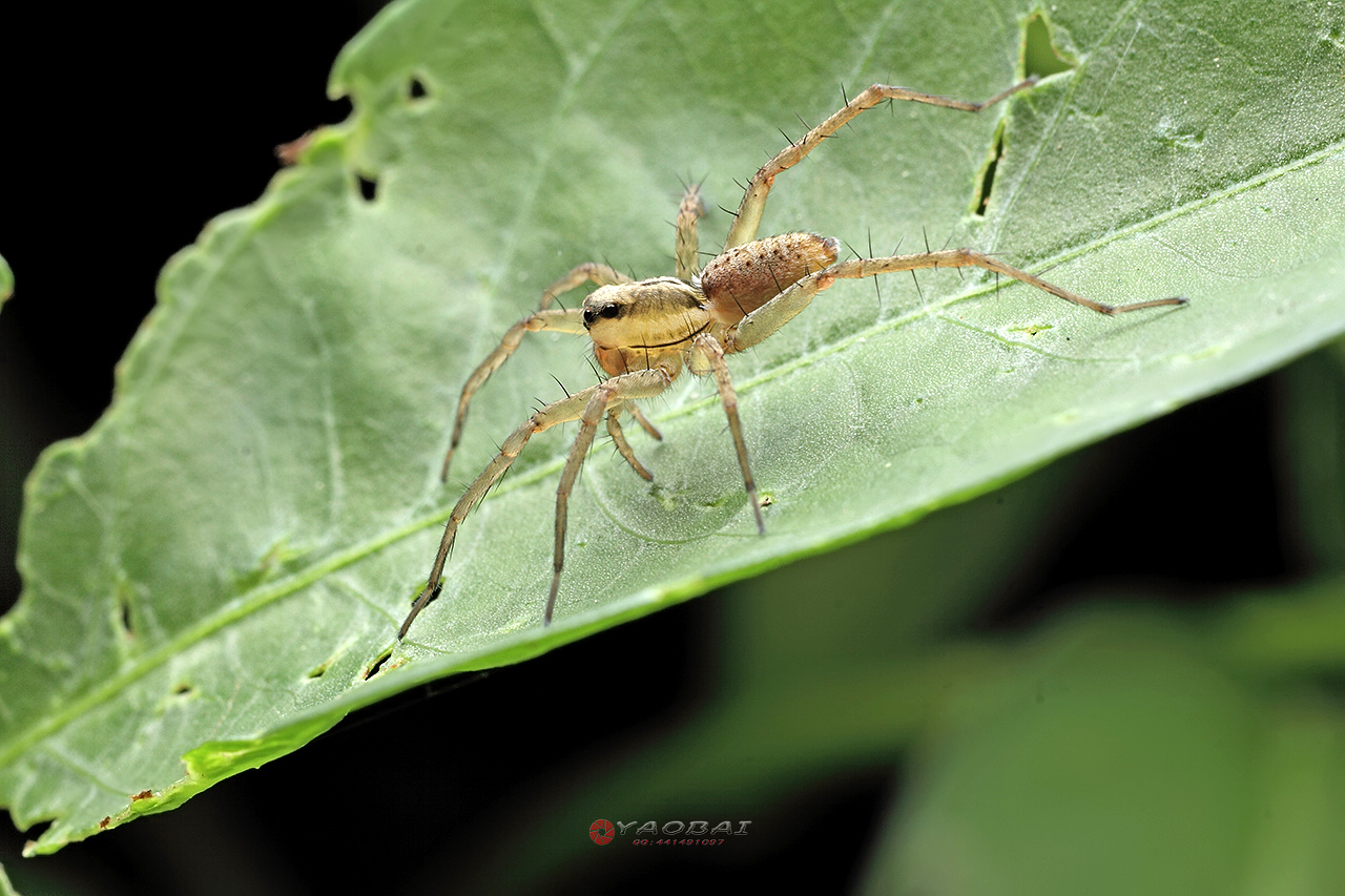 一种很像白额高脚蛛的长腿蜘蛛是什么蜘蛛？