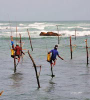 高跷钓鱼（斯里兰卡7）