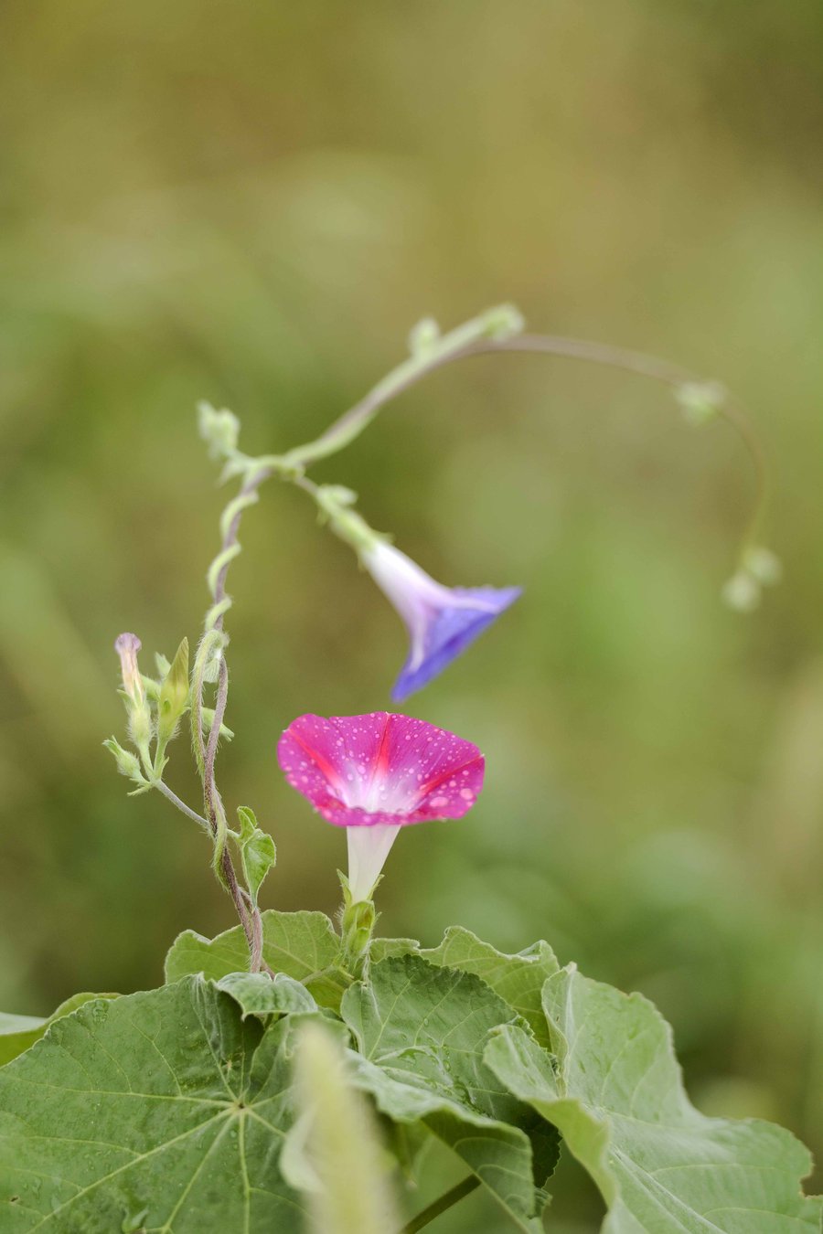 牵牛花