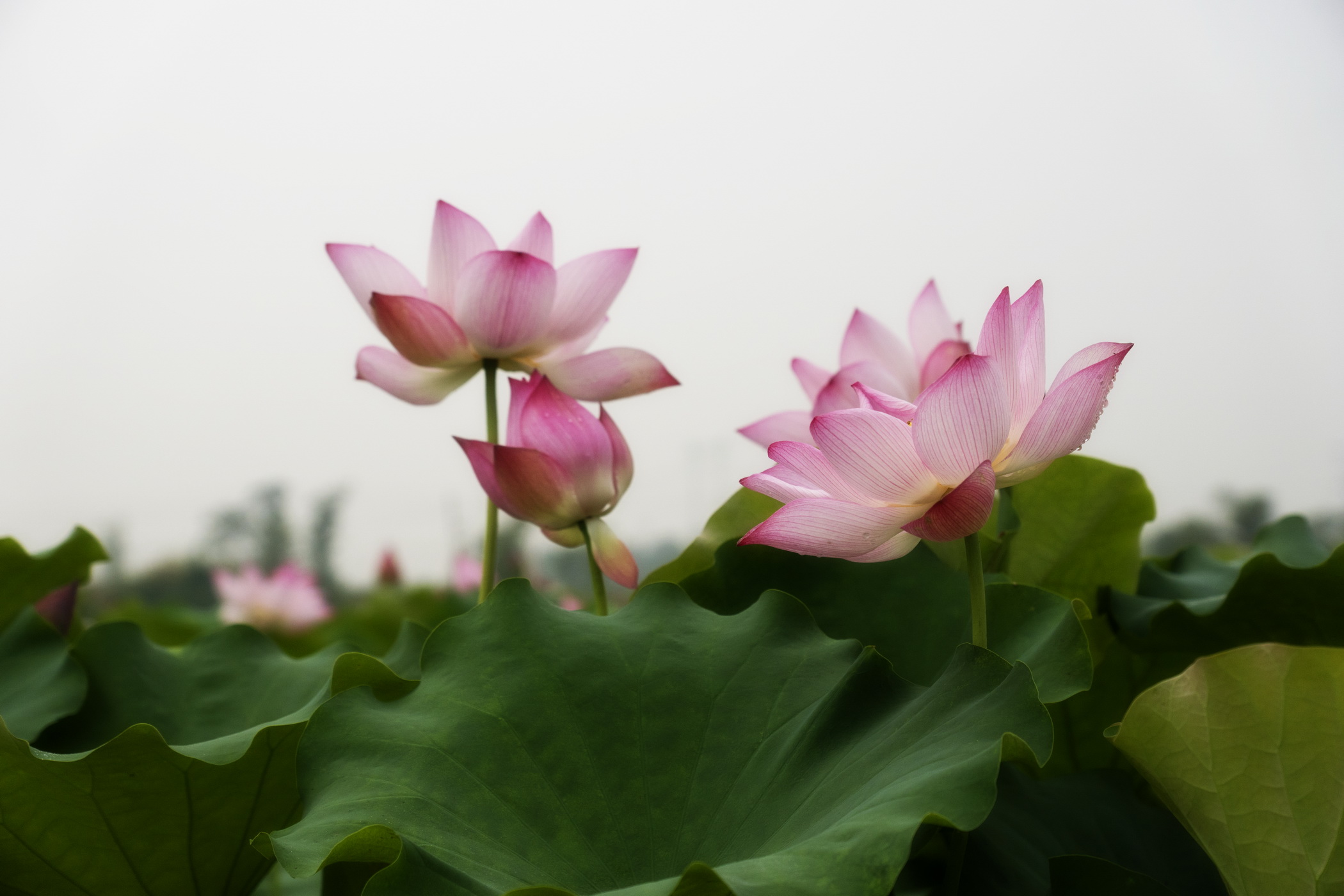 荷花的气味味道怎么样图片