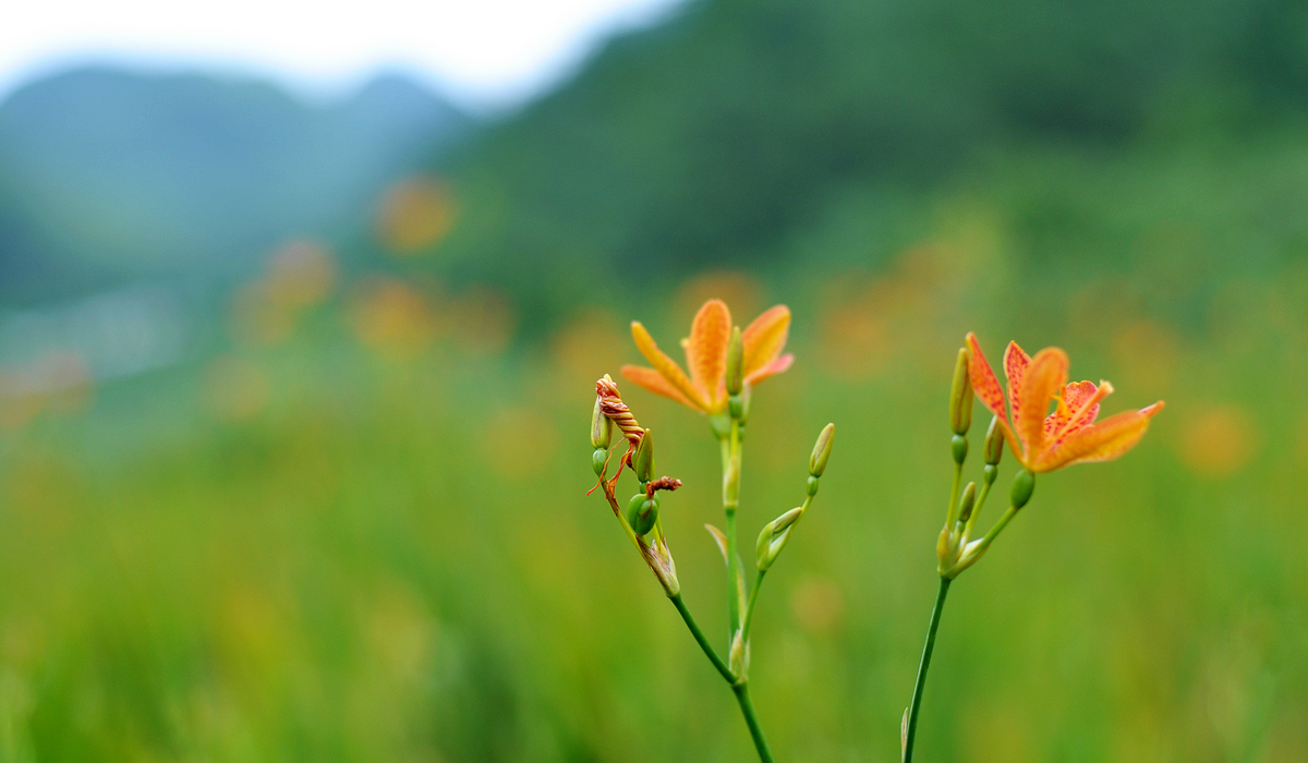 【山花朵朵摄影图片】湘西吕洞山生态摄影_摄行天涯