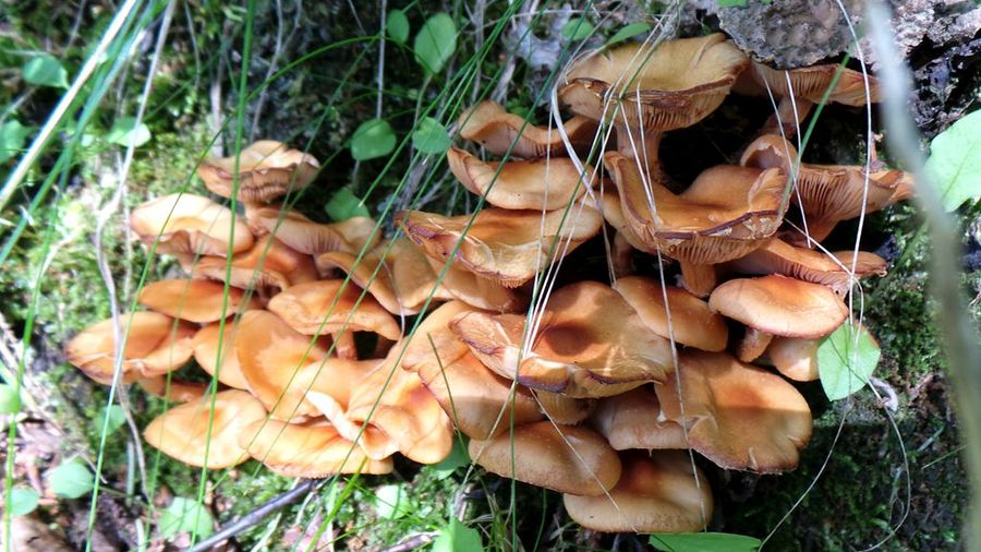 乌鲁木齐南山野蘑菇图片
