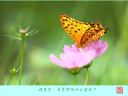 蝶恋花·白鹭湾湿地公园徒步