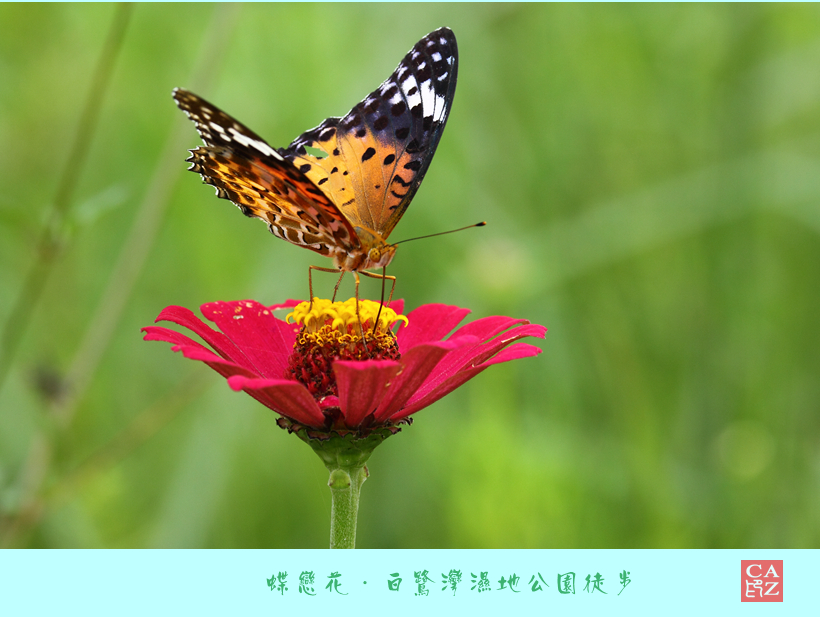 蝶恋花·白鹭湾湿地公园徒步
