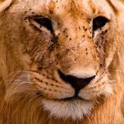 行摄肯尼亚之三——非洲五霸之狮子
