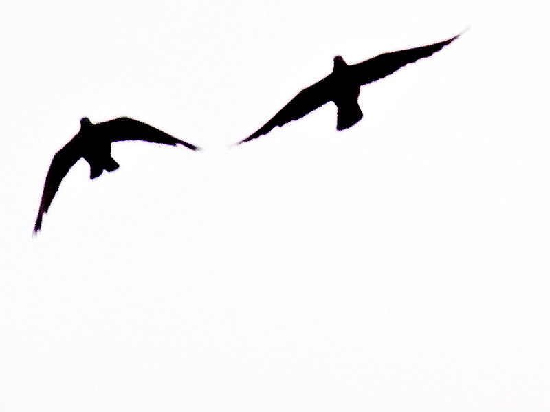 һζһ˲