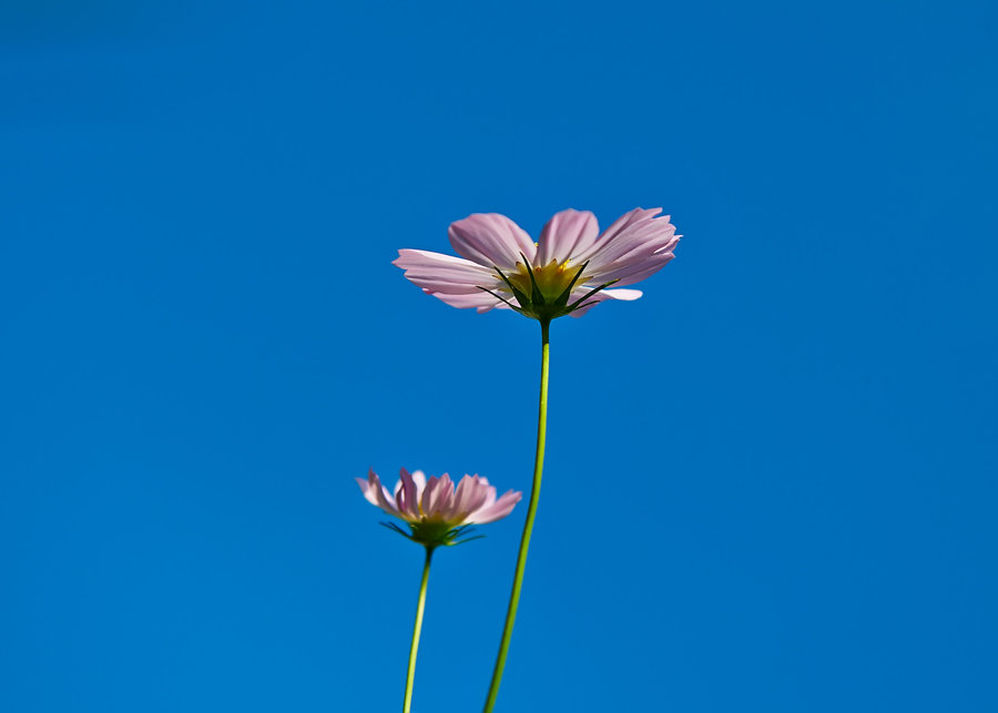 格桑花掃帚梅波斯菊