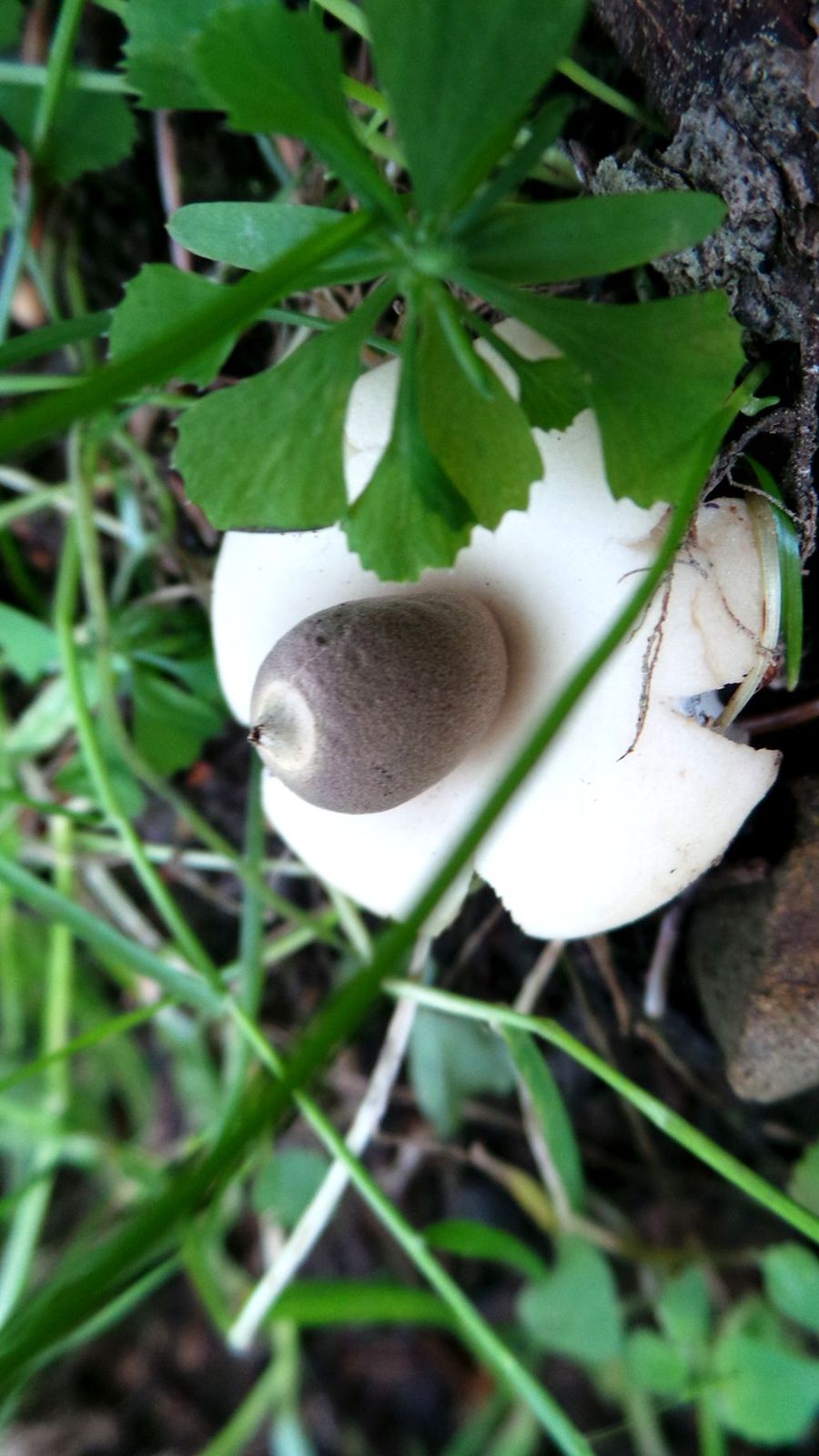乌鲁木齐南山野蘑菇图片