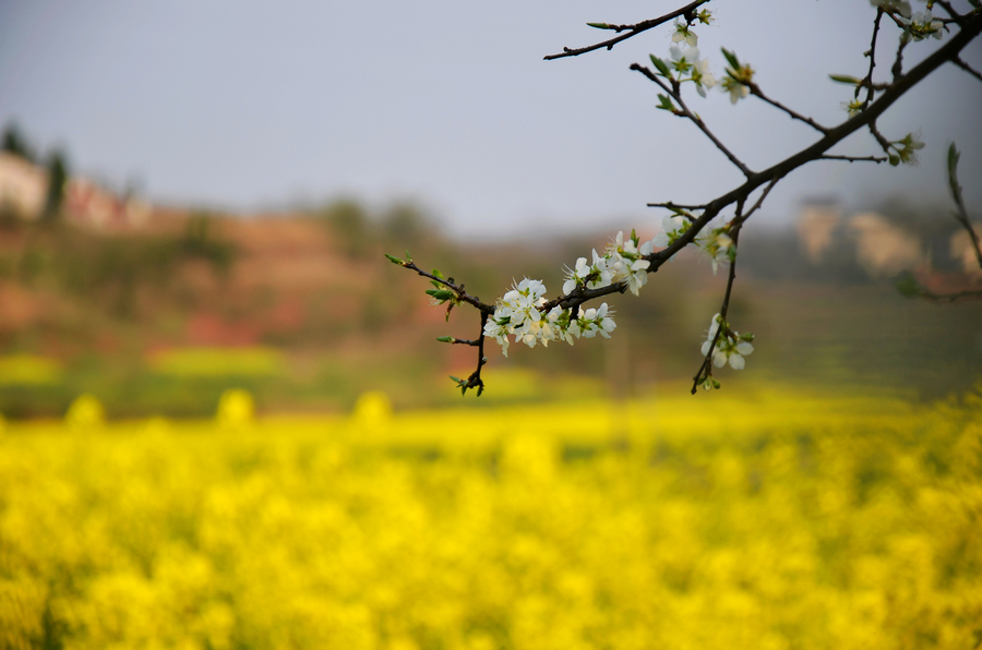 The whisper of Spring