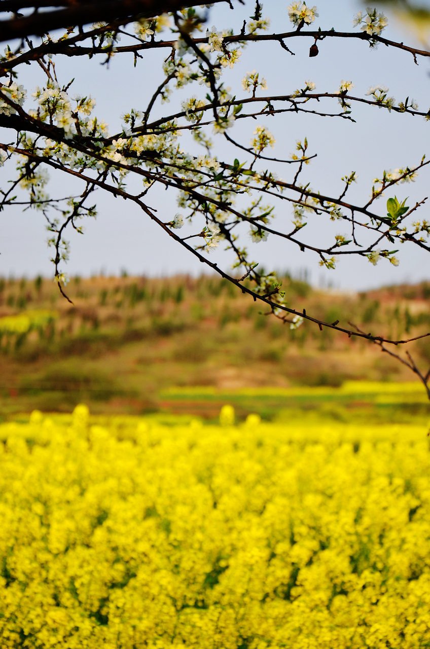 The whisper of Spring